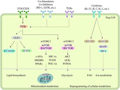 Regulating the regulatory T cells as cell therapies in autoimmunity and cancer